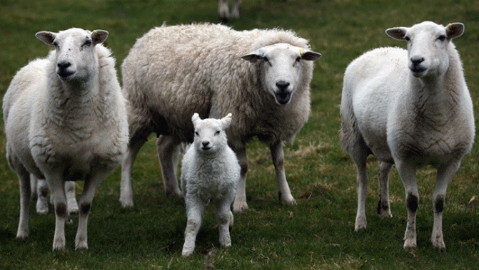 File Photo (Getty Images)