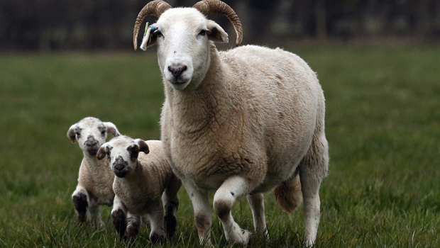 Sheep (Getty Images)