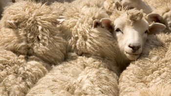 Wool industry could see 'much-needed' boost from documentary 