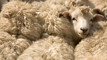Wool industry could see 'much-needed' boost from documentary 