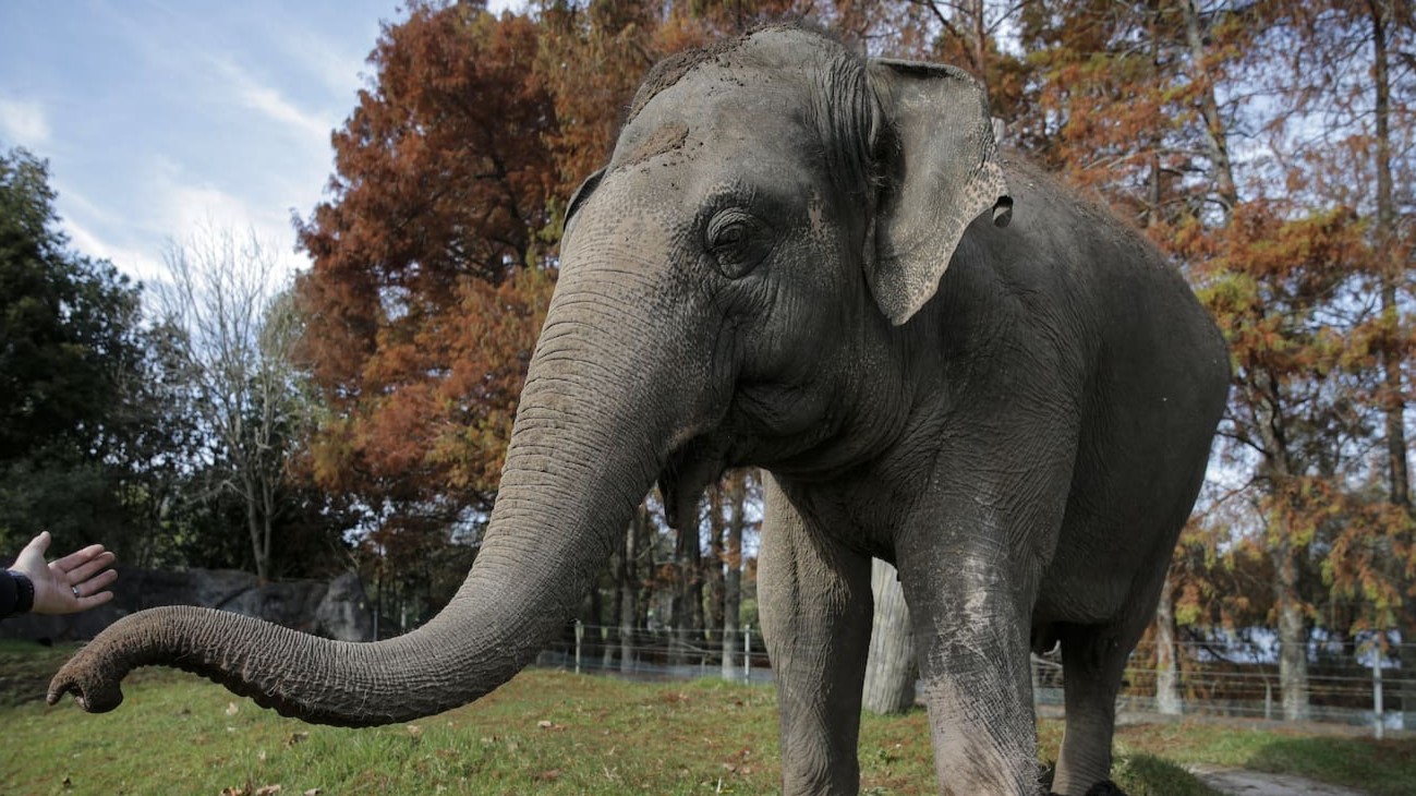 Burma will move to Australia this year. Photo / Alex Burton