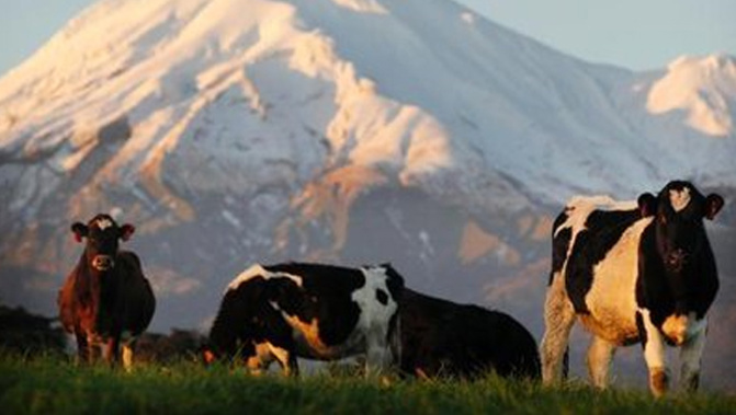Photo / NZ Herald