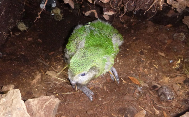 kakapo-naming-auction-takes-flight