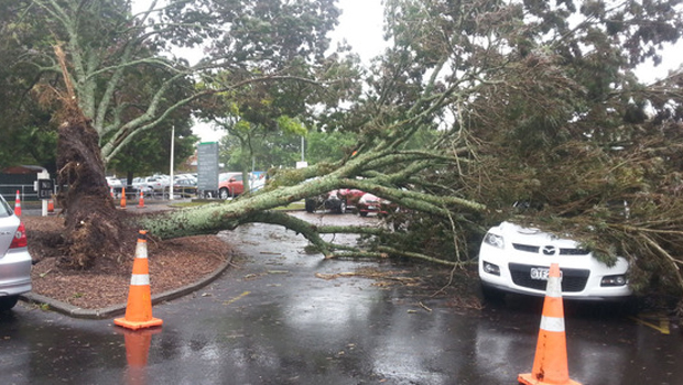 Tree flattened by Cyclone Ita (NZ Herald)