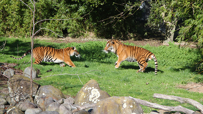 Tigers at play in Hamilton Zoo (Photo: Hamilton Zoo)
