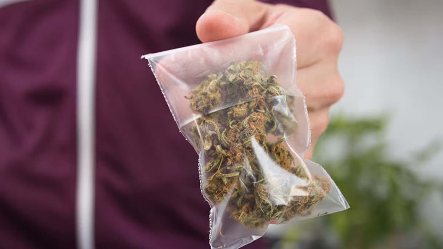 Courtney-Jayne Harris' cannabis dealing scheme grew into a commercial operation. Photo / NZME