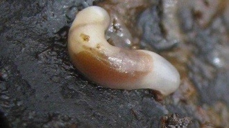 Rare 'Smeagol' slug found