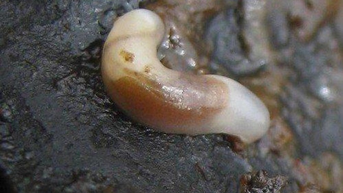 Smeagol, a rare gravel maggot, found by researchers and rangers on a remote beach 85km south of Haast. (Photo / Wildwind, iNaturalist)