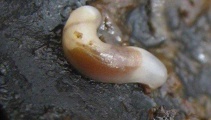 Rare 'Smeagol' slug found