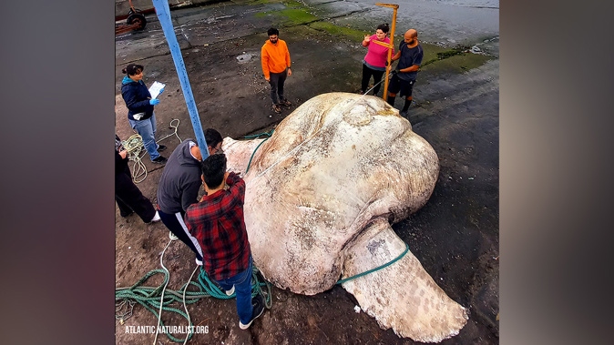 A giant sunfish believed to be the world's heaviest bony fish has been discovered in the Azores archipelago, Portugal. Photo / CNN