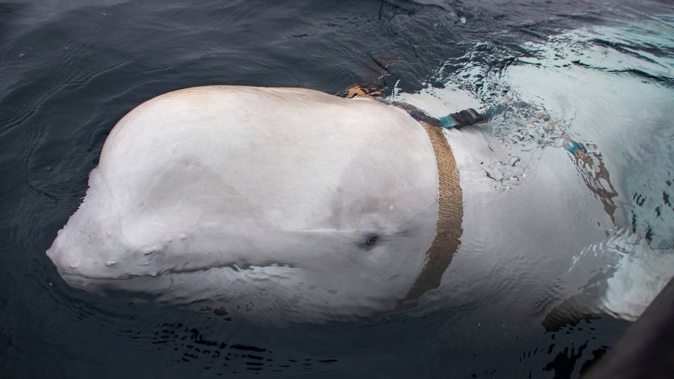 A beluga whale swims next to a fishing boat before Norwegian fishermen removed the tight harness, swimming off the northern Norwegian coast in 2019. Photo / Joergen Ree Wiig, Norwegian Direcorate of Fisheries Sea Surveillance Unit via AP, File