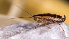 The German cockroach, or Blattella germanica, evolved from an Asian species native to what is now India or Myanmar about 2,100 years ago, a new genomic analysis suggests.