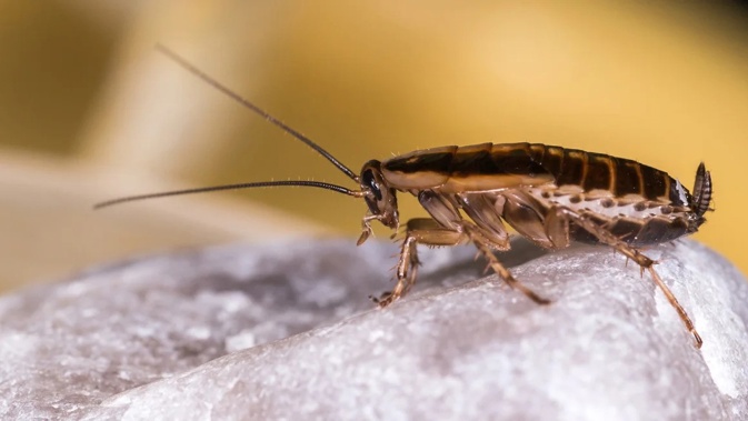 The German cockroach, or Blattella germanica, evolved from an Asian species native to what is now India or Myanmar about 2,100 years ago, a new genomic analysis suggests.