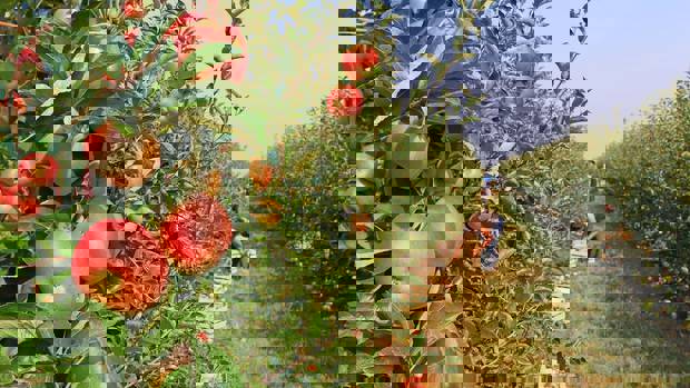 Ruud Kleinpaste: Codling moths and a trick to thwart them