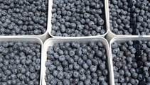 New research reveals blueberries were never blue at all