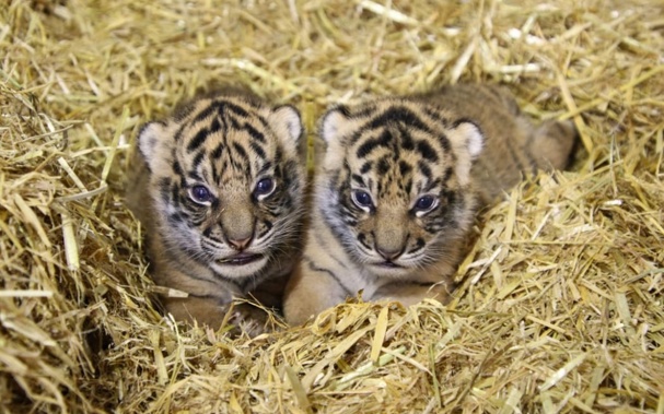 Hamilton Zoo welcomed two new Sumatran tiger cubs to its family on 3 January, 2024. Photo: Supplied / Hamilton Zoo