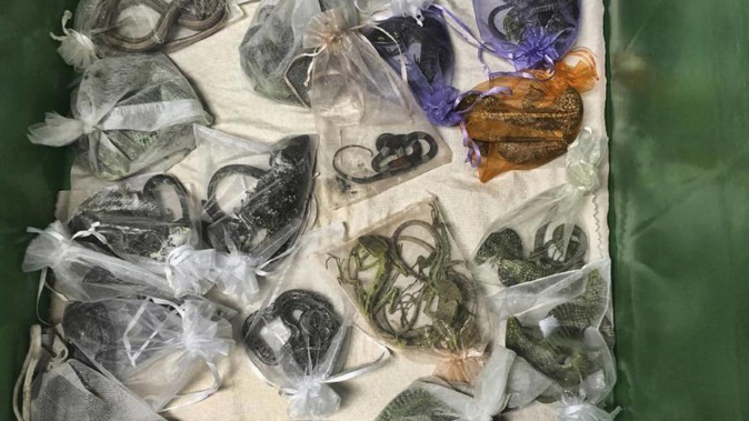 This undated photo provided by the US Attorney's Office for the Central District of California shows some smuggled animals from Mexico and Hong Kong into the US Photo / AP