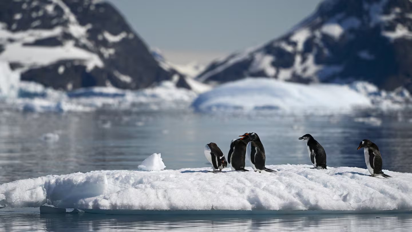 Bird flu ravaging Antarctic wildlife, scientist warns