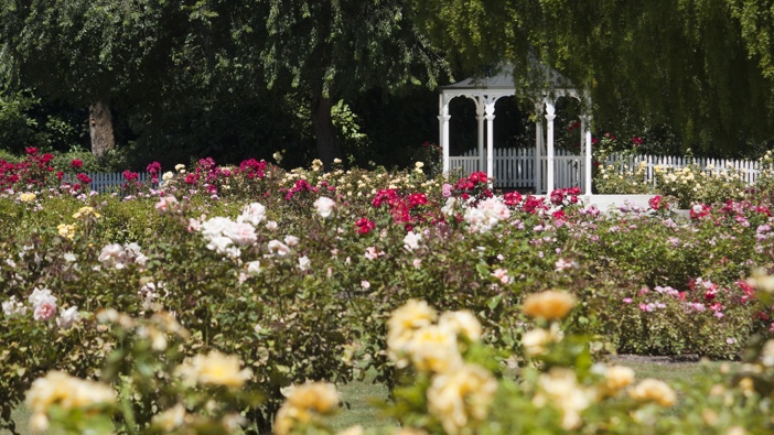 Palmerston North Esplanade Rose Gardens. Photo / Getty