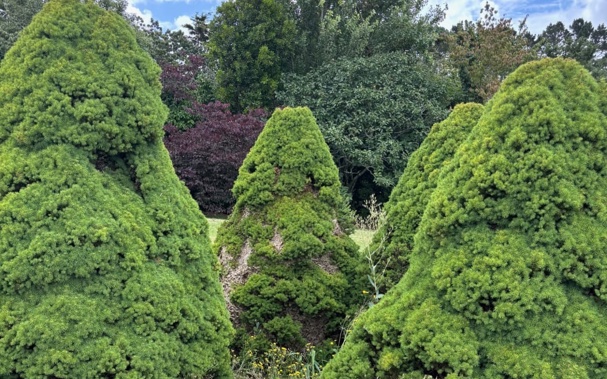 A multi generational wasp nest Lloyd Carpenter's team treated. Photo / Waspman / Lloyd Carpenter