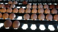 Whanganui poultry farmer Ian Higgins said egg price rises are inevitable due to pressure on suppliers. Photo / NZME