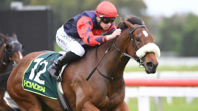 Transcend is a very promising horse owned by the TAB Racing Club but will be sold. Photo / Kenton Wright