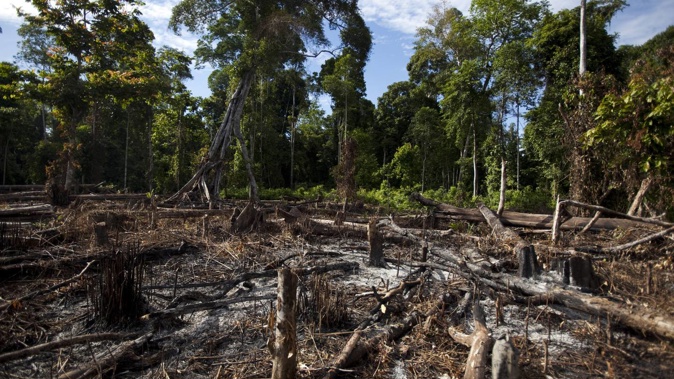 The virgin rainforest in Suaq Balimbing, Indonesia was cleared to plant oil palm trees. Photo / Getty Images