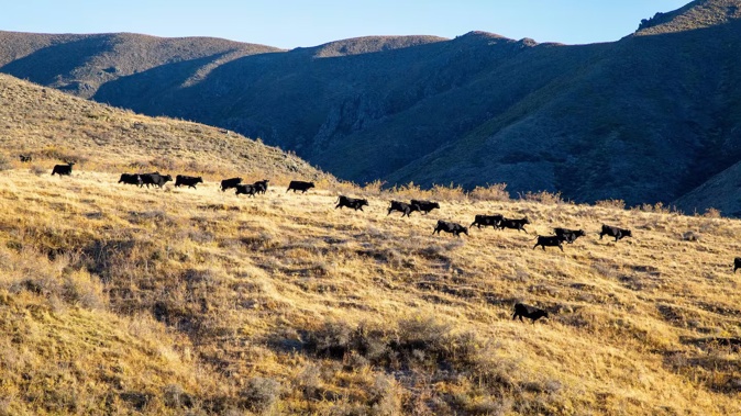Ongoing bovine TB surveillance testing has confirmed one infected 3-year-old animal in a mob at Molesworth Station. Photo / Pāmu