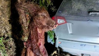 ‘Intimidating’: Gun shots, bloody pig carcass on spike as tensions mount in remote village
