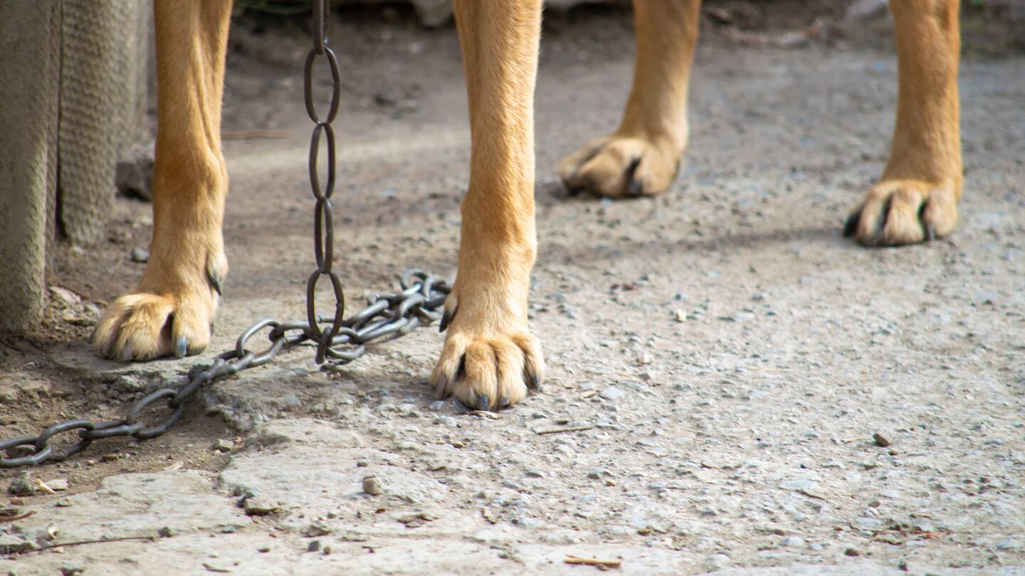 'Shocking': Video of alleged abuse of dogs at South Auckland property leads to arrest