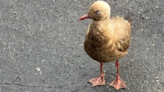 Unusual looking gull sparks debate: Had it suffered some kind of misadventure or was it born that way? Photo / Supplied