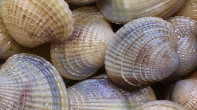 A woman found with more than 1000 cockles during an afternoon fishing expedition in a traditional fisheries reserve in north Nelson has been fined $1200. Photo: Niwa