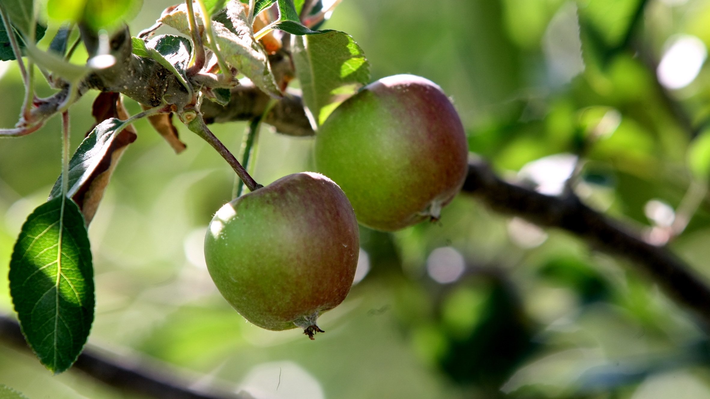 "Wide reach": Envy becomes New Zealand's first billion dollar apple 