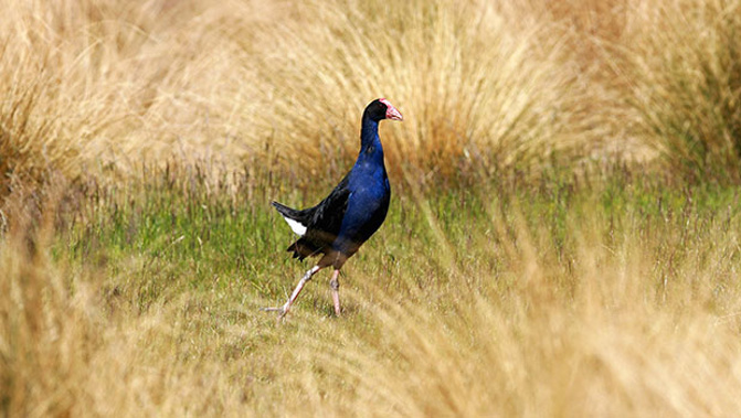A pukeko (Getty Images)