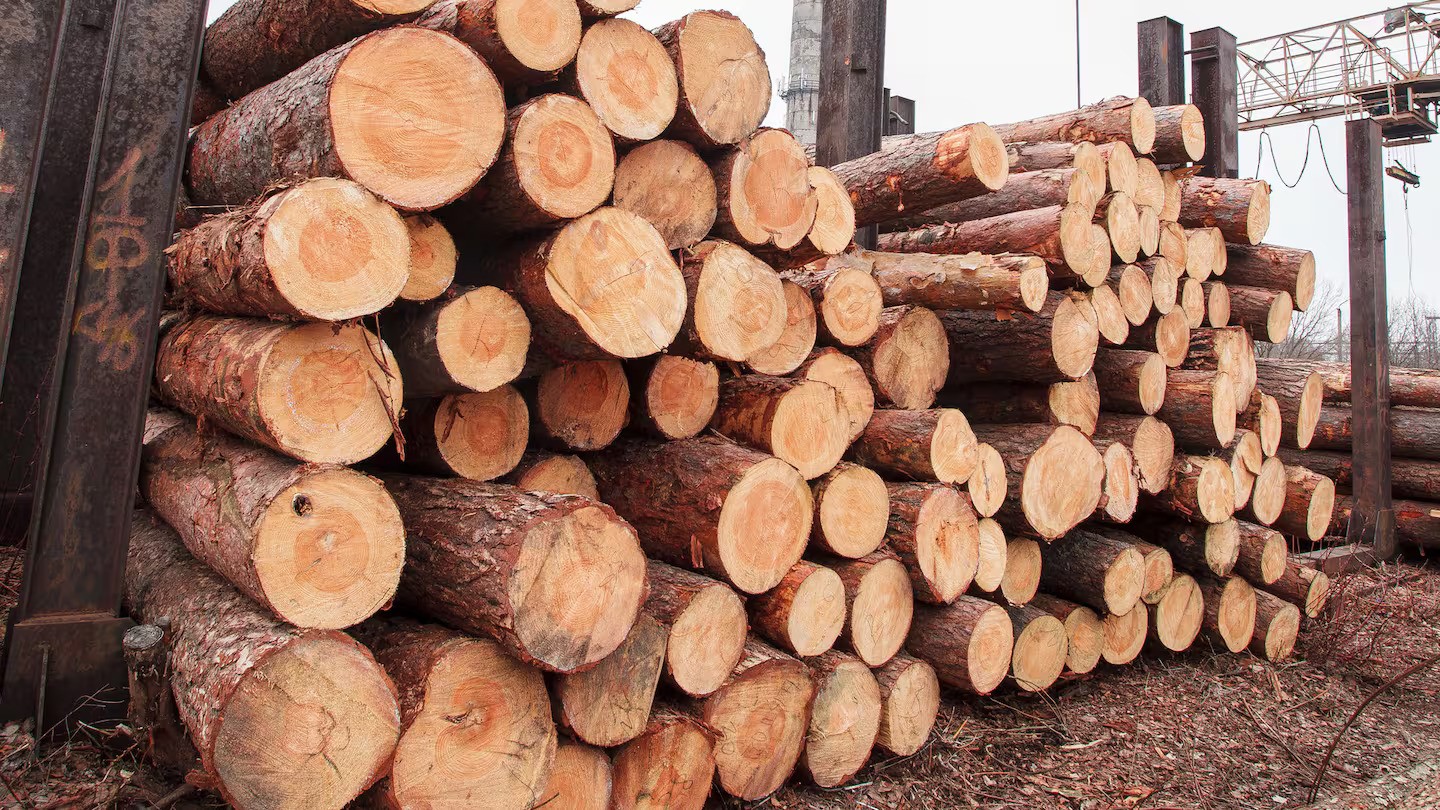 A Ministry for Primary Industries survey shows forest companies intend to plant 51,800 hectares this winter, a 24% drop on 2023. Photo / 123RF