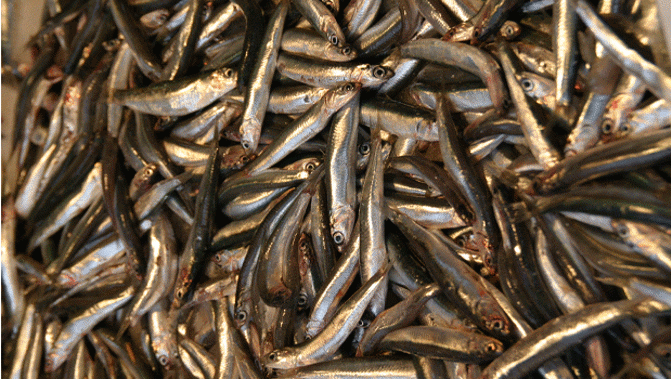 There's been a bumper start to the whitebait season in Otago (stock.xchng)
