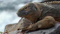 Mike Yardley: Afloat with the wonders of the Galapagos
