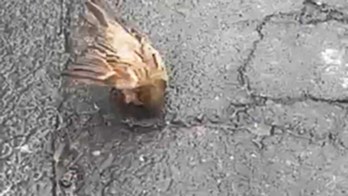A poisoned sparrow outside the Daily Bread bakery in Pt Chevalier.