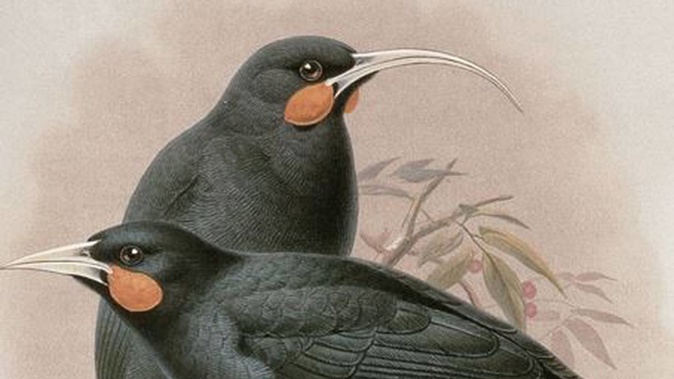 A painting of huia. Photo / Getty Images