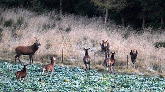 Police received a report of gunshots near Owaka before dawn, and found three deer poachers "red-handed" on private property with a deer they had killed. (Photo / Stephen Jaquiery)