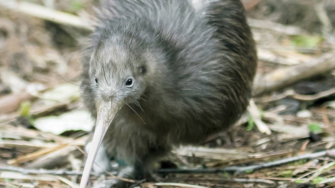 Kiwi Coast's Ngaire Sullivan said dog owners can help with the kiwi success story as long as they train their dogs well, walk them on a lead and keep them contained at night or when not at home.
