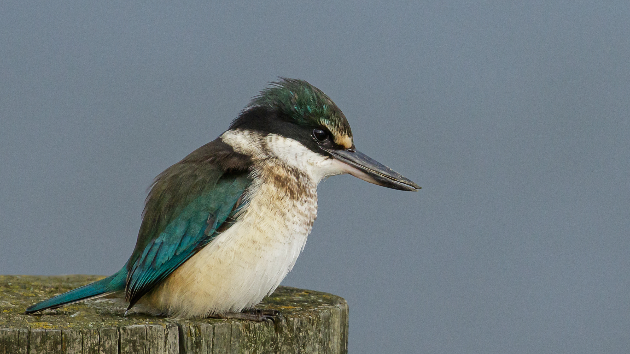 Ruud Kleinpaste: Kingfisher dinners