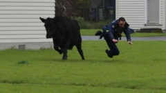Cow collision: The police officer was sent flying by the runaway beast. Photo / Bevan Conley