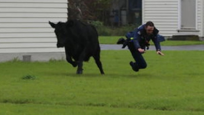 Cow collision: The police officer was sent flying by the runaway beast. Photo / Bevan Conley