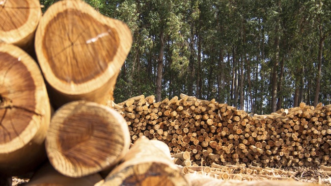 Nathan Paikea died while clear-felling trees in a Taranaki forest. Photo / iStock
