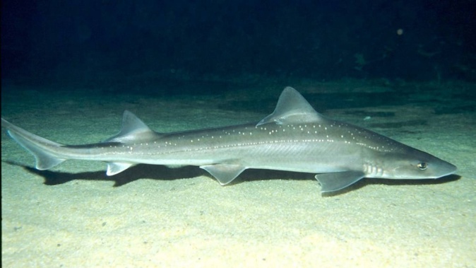 An adult rig shark, also known as lemon fish and spotted dogfish. It is one of about 66 species of shark found in New Zealand waters. Photo / RNZ, Niwa