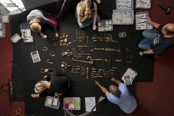 In this photo from National Geographic, researchers lay out fossils of Homo naledi at the University of the Witwatersrand's Evolutionary Studies Institute in Johannesburg, South Africa in 2014. Photo / AP