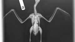 An X-ray of a red-billed gull with a BB gun pellet in its chest cavity. Photo / Dunedin Wildlife Hospital