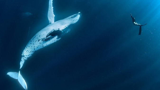 Swimming with whales has been found to change humpback behaviour. (Photo / Getty Images)