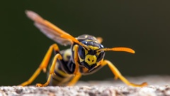 New Zealand has one of the world’s highest recorded densities of paper wasps, which typically surge in numbers following a lengthy spell of warm and dry weather.